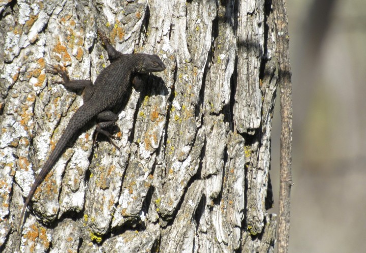 Western Fence Lizard